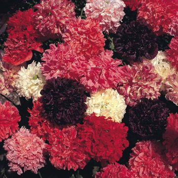 Papaver somniferum Summer Fruits Mix (zaad) - Eenjarige slaapbol