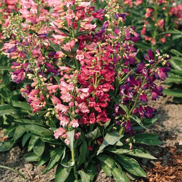 Penstemon Cambridge Mixture (zaad) - Slangenkop