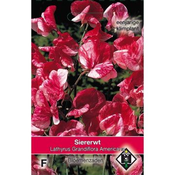 Lathyrus odoratus Grandiflora Americana (zaad) - Siererwt
