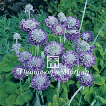 Primula capitata Noverna Deep Blue (zaad) - Sleutelbloem