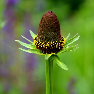 Rudbeckia occidentalis Green Wizard (zaad) - Zonnehoed
