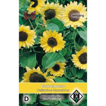 Zonnebloem Moonshine (zaad) - Helianthus annuus