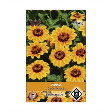 Zinnia haageana Soleado (zaad) - Zahara-bloem