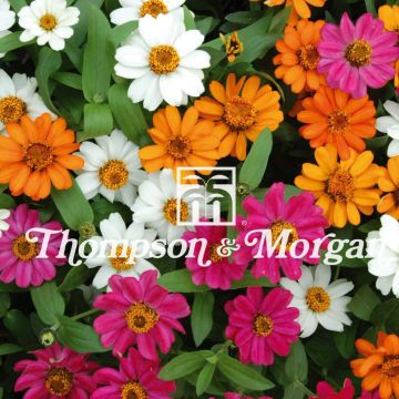Zinnia hybrida Profusion Mixed (zaad) - Zahara-bloem