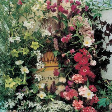 Geurend zadenmengsel Fragrant Mixture