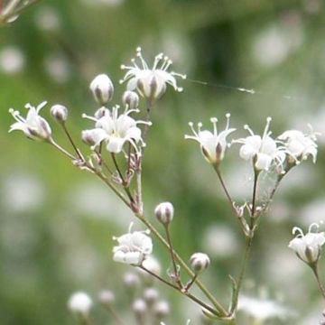 Gypsophila White Festival - Bruidssluier