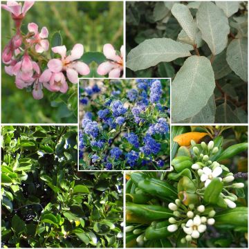 Regionale haag voor Bretagne, Aquitaine kust en Côte d'Azur in set van 5 meter