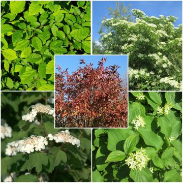 Regionale haag voor Île-de-France, Normandië en Hauts-de-France in 5 meter kit