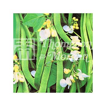 Pronkboon White Lady