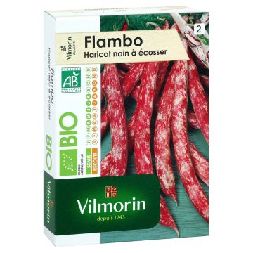 Stamkievitsboon Flambo BIO - Vilmorin