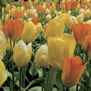 Harmonie na de regen...