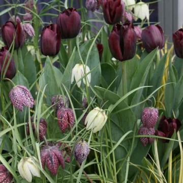 Zwart-wit compositie