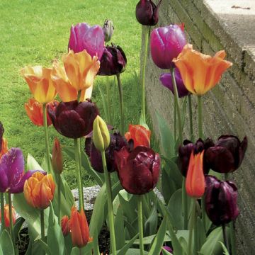 Harmonie Carnaval Van Venetië