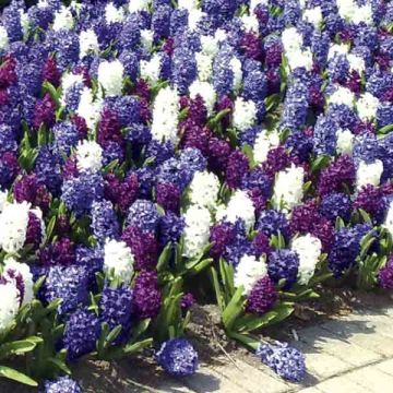 Harmonie Hyacinten Oceaan