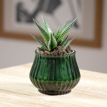 Haworthia Gasworthia