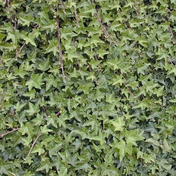 Hedera helix - Gewone klimop