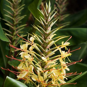 Hedychium gardnerianum - Siergember