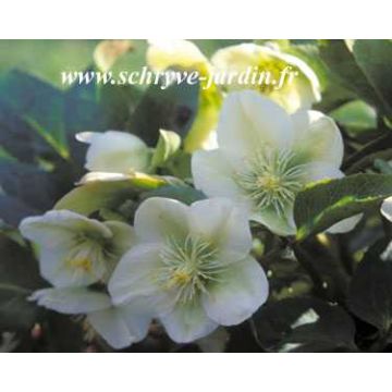 Helleborus nigercors White Beauty - Kerstroos