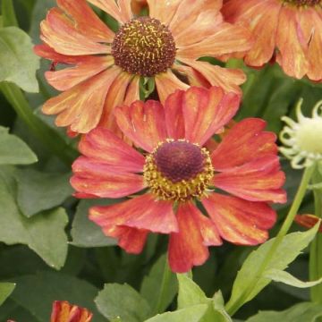 Helenium Fiesta - Zonnekruid