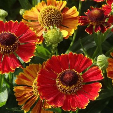 Helenium Poncho - Zonnekruid