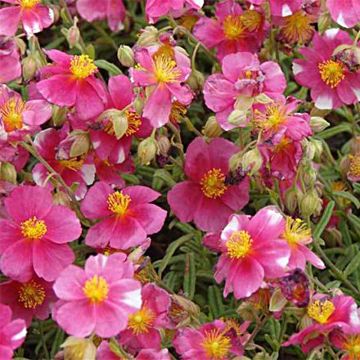 Helianthemum Raspberry Ripple - Zonneroosje