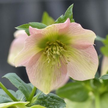 Helleborus Apricot - Lenteroos apricot