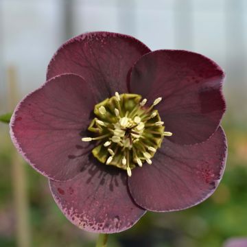 Helleborus Aubergine W/E - Lenteroos auberginekleurig