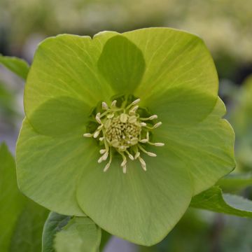 Helleborus Green - Lenteroos groen