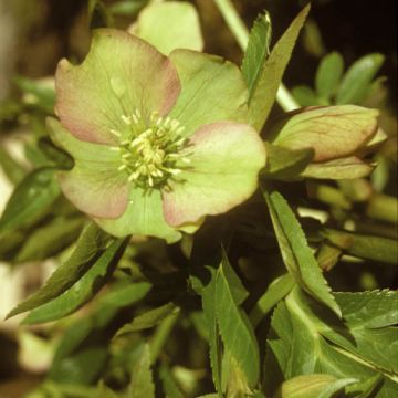 Helleborus torquatus - nieskruid