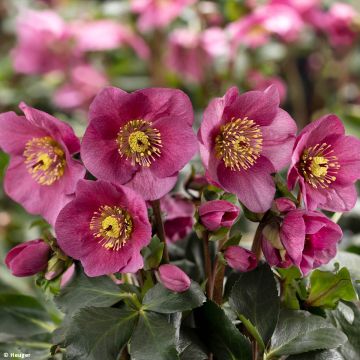 Helleborus lemperii HGC Winter Ballet Lenia