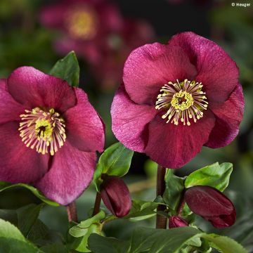 Helleborus lemperii HGC Winter Ballet Leona