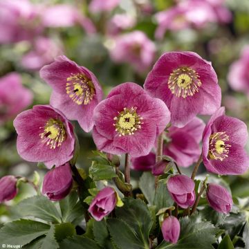 Helleborus lemperii HGC Winter Ballet Liah