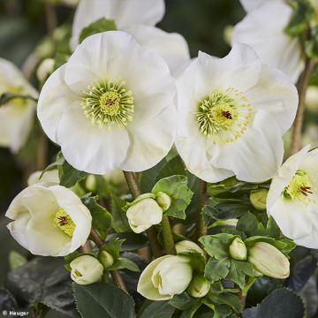 Helleborus lemperii HGC Winter Ballet Linn