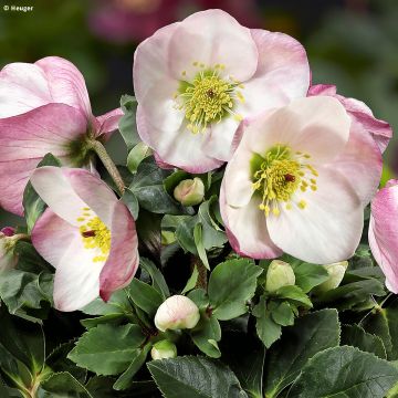 Helleborus lemperii HGC Winter Ballet Lola