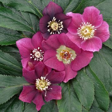 Helleborus Magic Rouge - Lenteroos rood