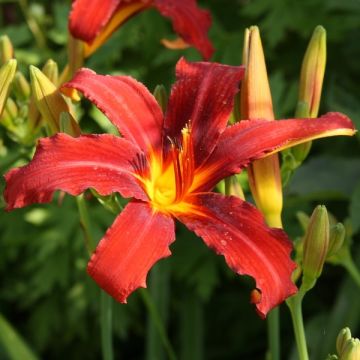 Hemerocallis Sammy Russell - Daglelie