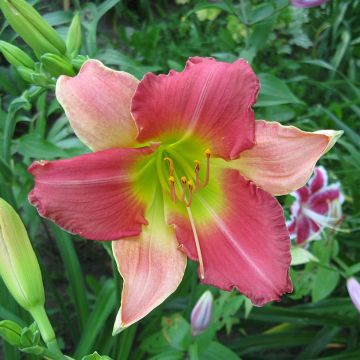 Hemerocallis Final Touch - Daglelie