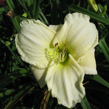 Hemerocallis White Temptation - Daglelie