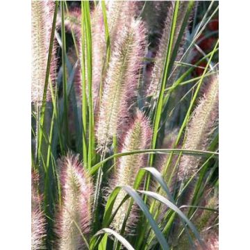 Pennisetum alopecuroïdes Herbstzauber - Lampenpoetsersgras
