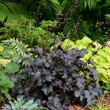 Heuchera Black Pearl - Purperklokje