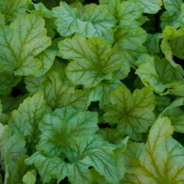 Heuchera Mint Julep - Purperklokje