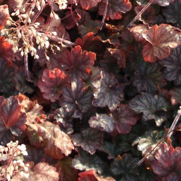 Heuchera Pinot Noir - Purperklokje