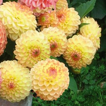 Dahlia Hillcrest Margaret - decoratieve dahlia