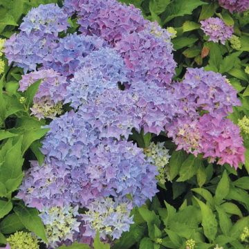 Hydrangea macrophylla Tovelit - Bolhortensia