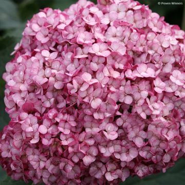 Hydrangea arborescens BellaRagazza Mauvette - struikhortensia