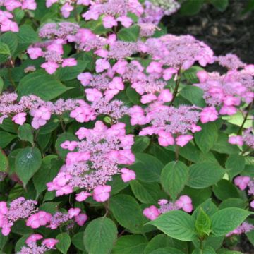 Hydrangea serrata Avelroz Dolmyf - Berghortensia
