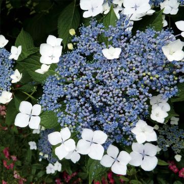 Hydrangea serrata Blue Bird - Berghortensia