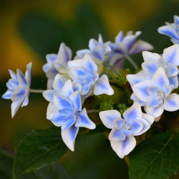Hydrangea macrophylla Star Gazer - Bolhortensia