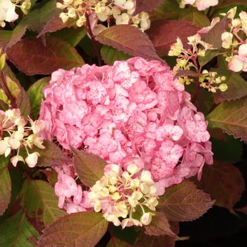 Hydrangea serrata Precioza - Berghortensia