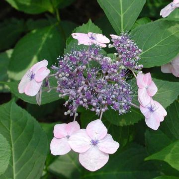 Hydrangea serrata Tiara - Berghortensia